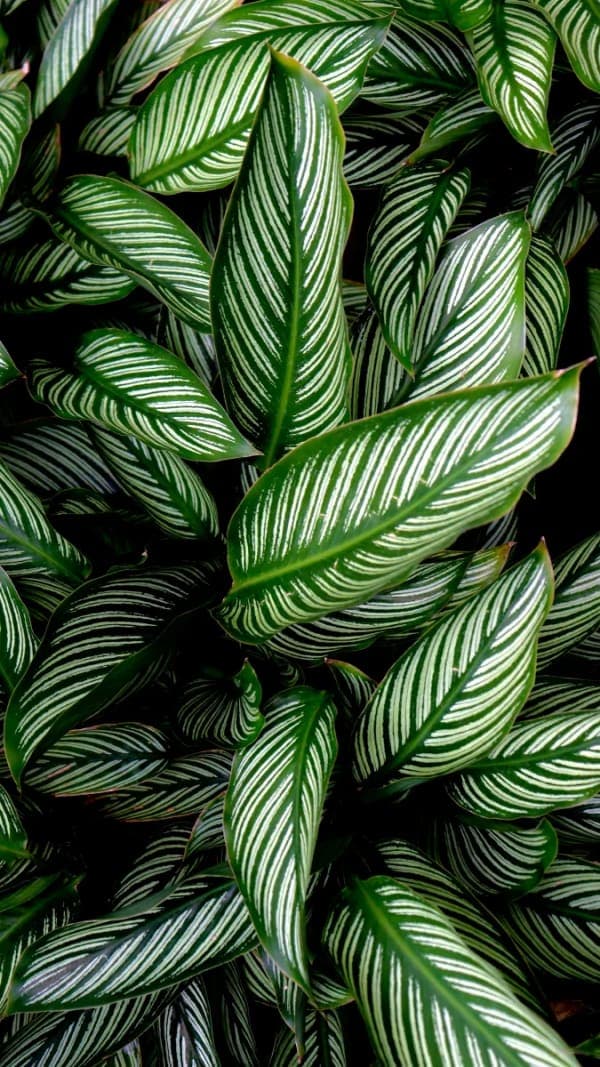 Plantas de Interior