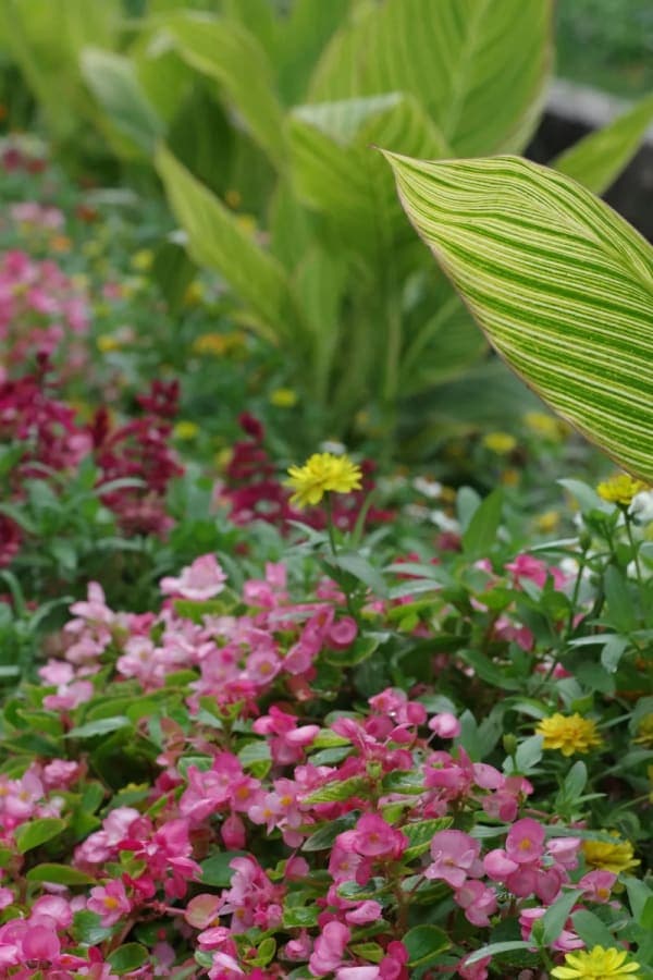 Plantas de Exterior