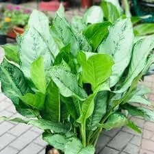 Aglaonema Pluter
