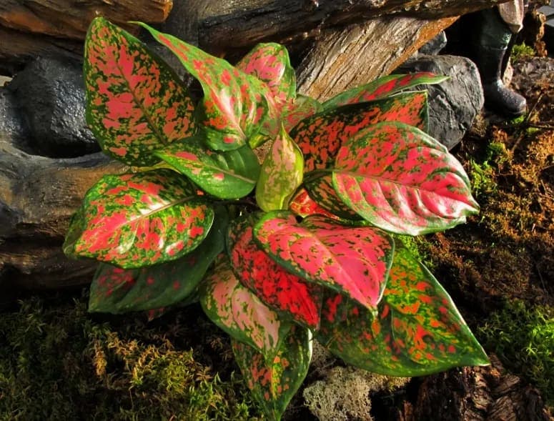 Aglaonema Roja