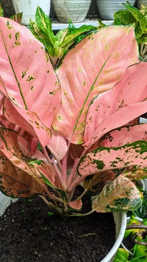 Aglaonema Pink