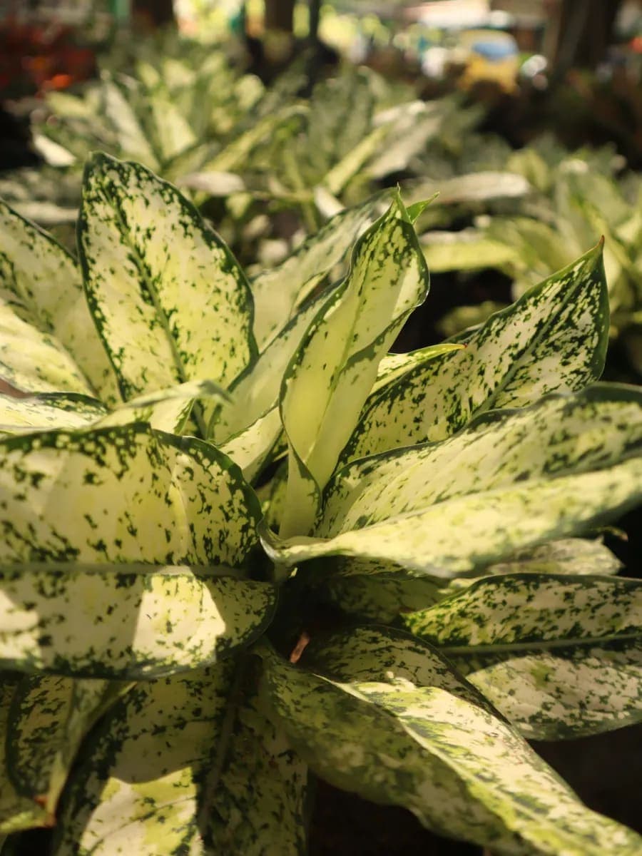 Aglaonema Perdiz