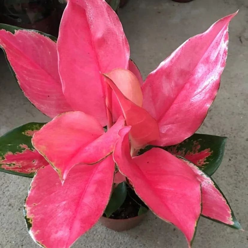 Aglaonema China