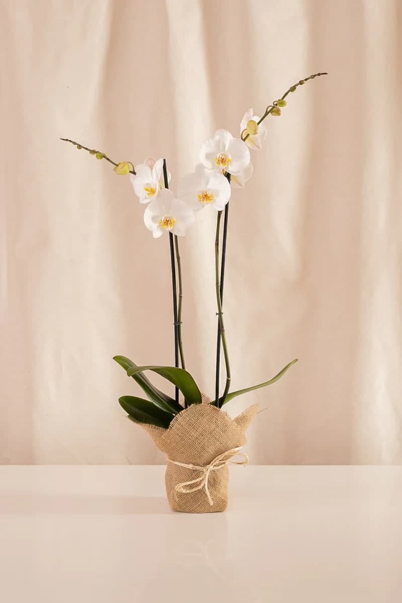 Orquídea Phalaenopsis