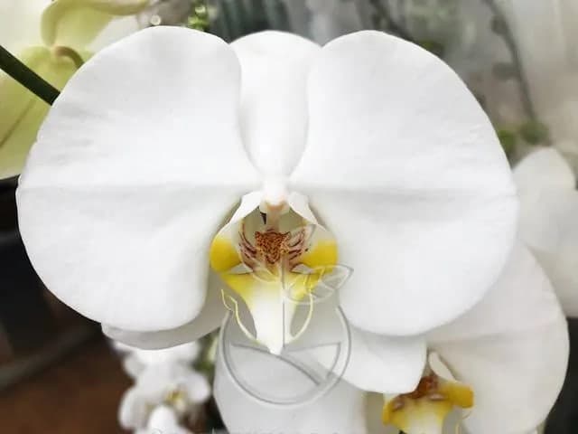Orquídea Phalaenopsis
