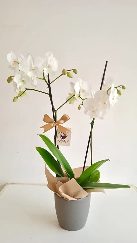 Orquídea Phalaenopsis - vista alternativa