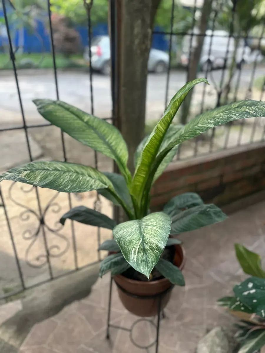 Garza Sensación Variegada